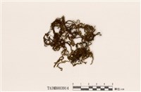 藏品(垂苔)的圖片